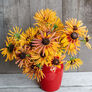 Chim Chiminee, Rudbeckia - Packet thumbnail number null